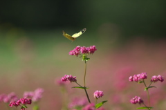 赤いそばの花