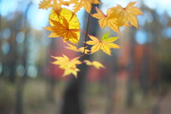 公園の紅葉