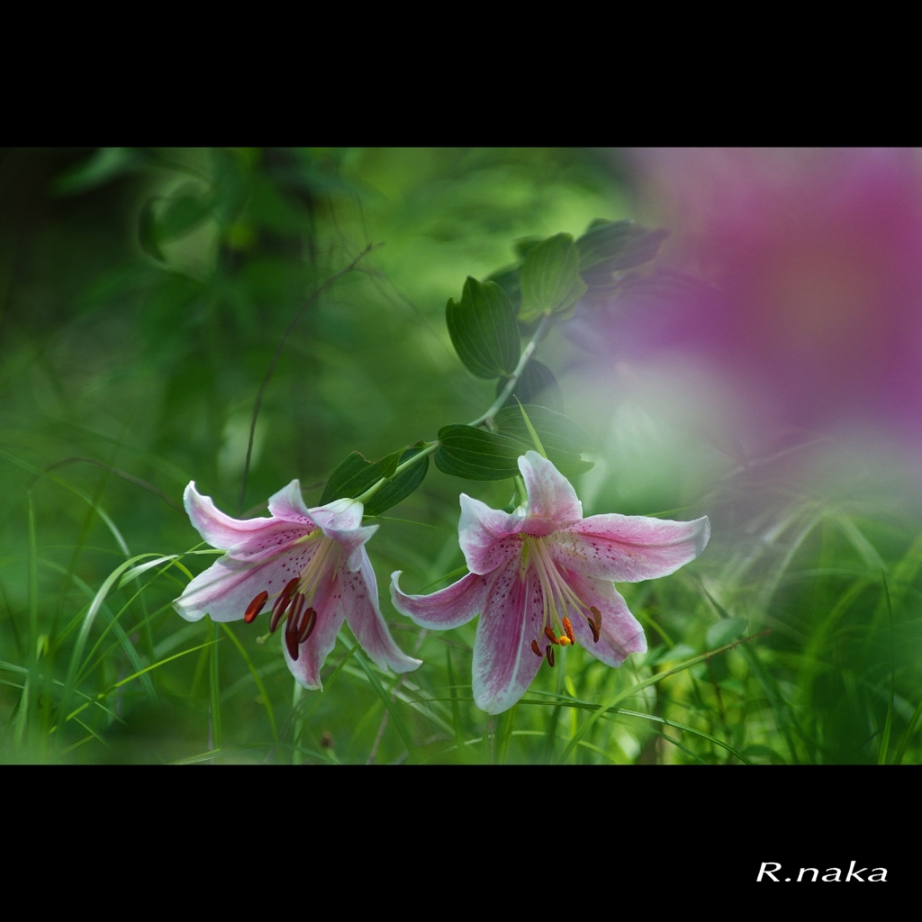 百合の園　６