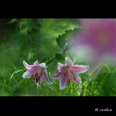 百合の園　６