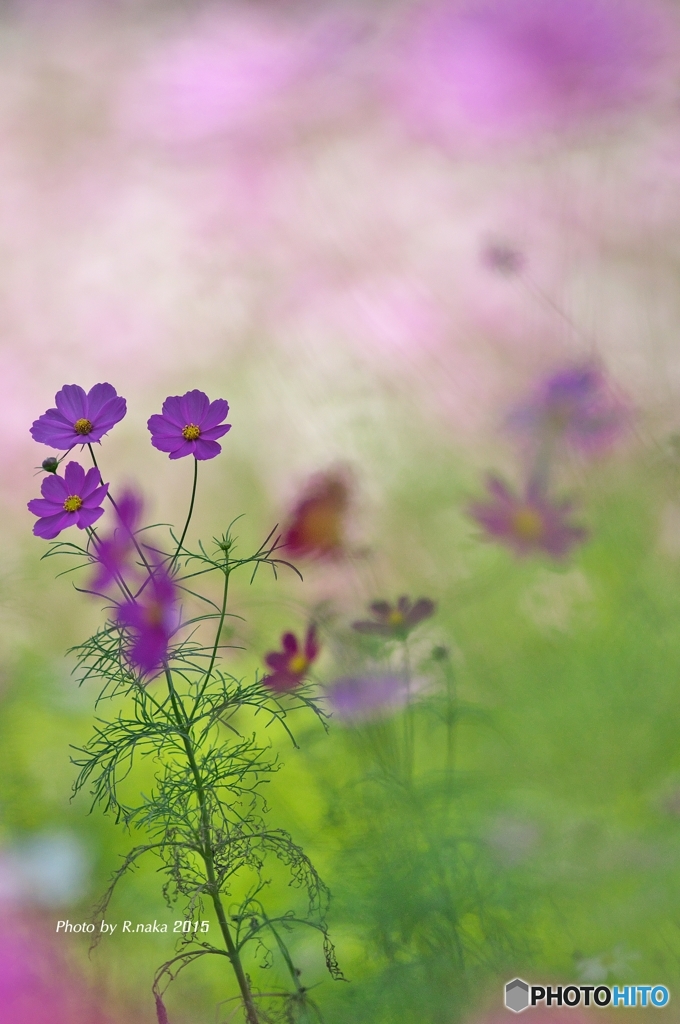 花の丘のコスモス　１０