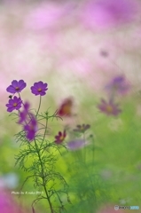花の丘のコスモス　１０