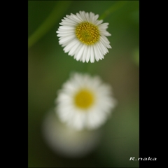 公園の花　マクロ　３
