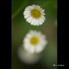公園の花　マクロ　３