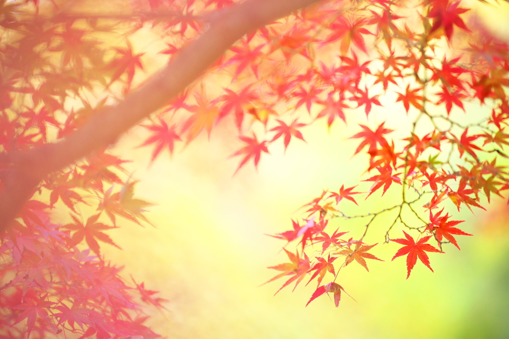 公園の紅葉　