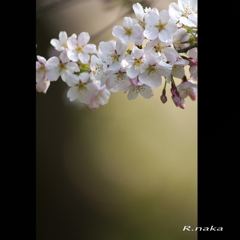 桜の花　ソメイヨシノ　１