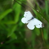 飛んでる昆虫　４