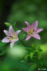 公園　ユリの花の森　２