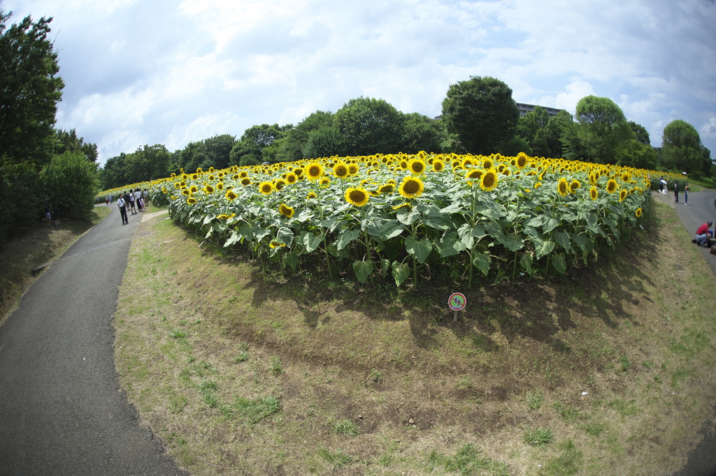 公園のヒマワリ