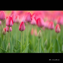 公園のチューリップ　１