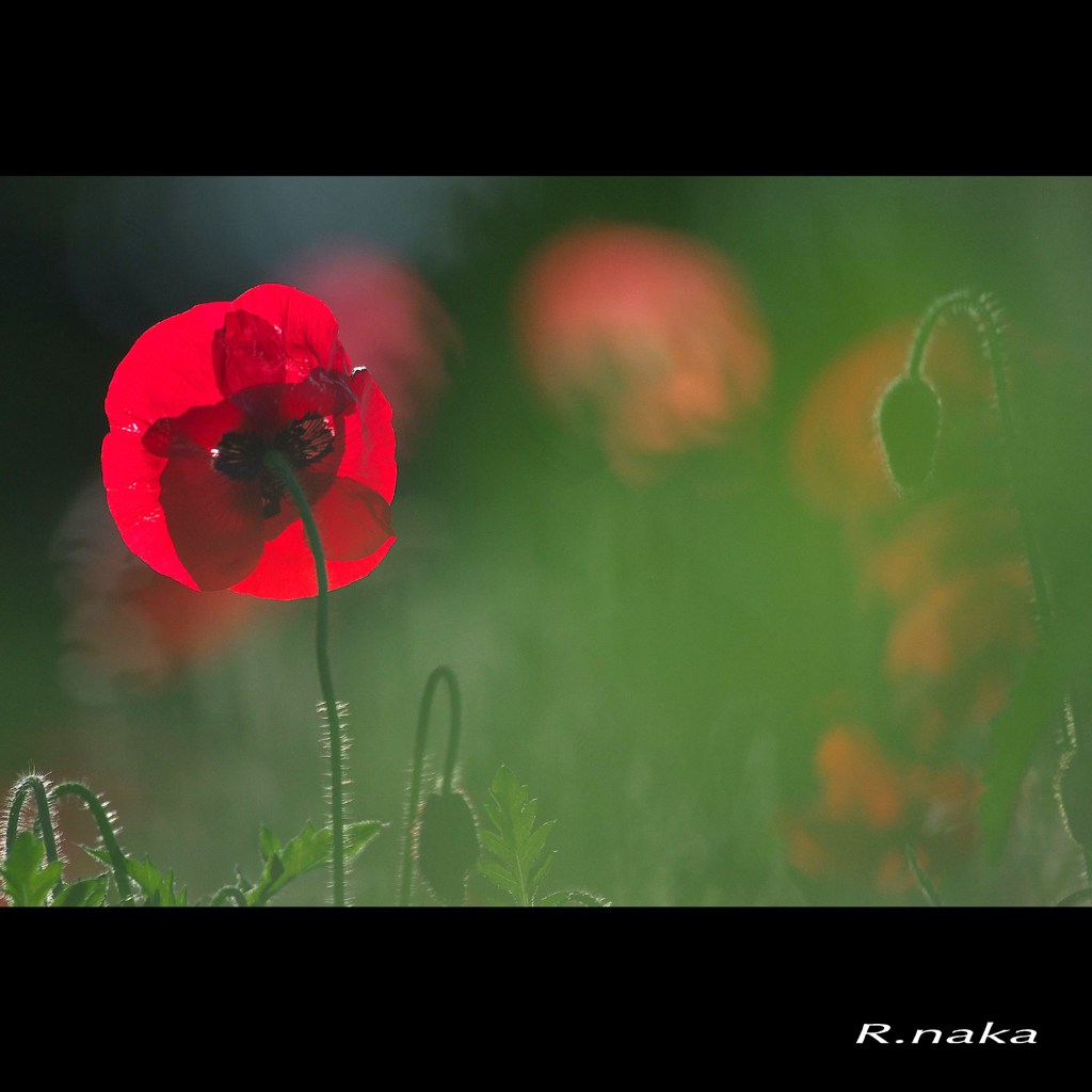 ２０１５花の丘ポピー　５
