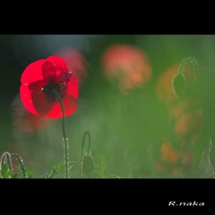 ２０１５花の丘ポピー　５