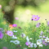 公園花の丘コスモス