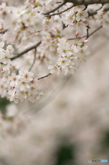 桜の花を花として撮ってみた　１