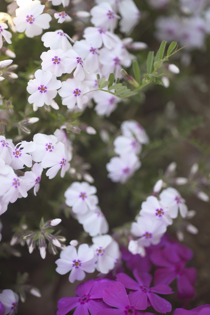 公園の芝桜