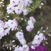 公園の芝桜