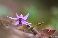 公園で撮った初めての花　カタクリ　１