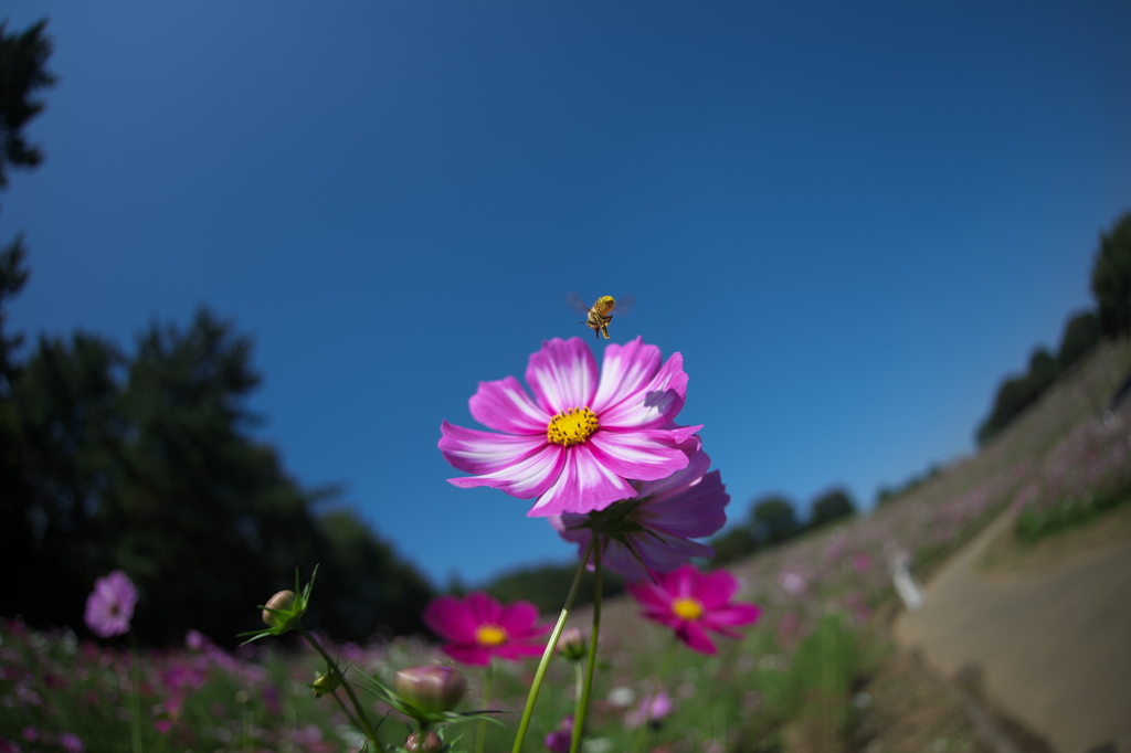 花の丘コスモス