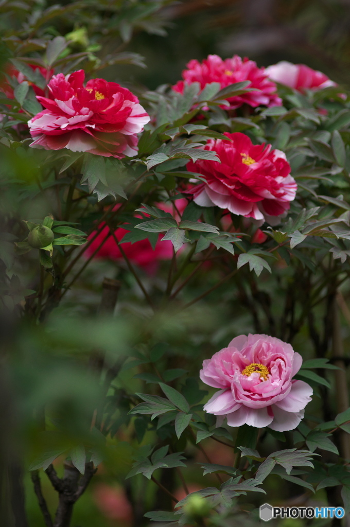 公園で撮ったはじめての花　牡丹