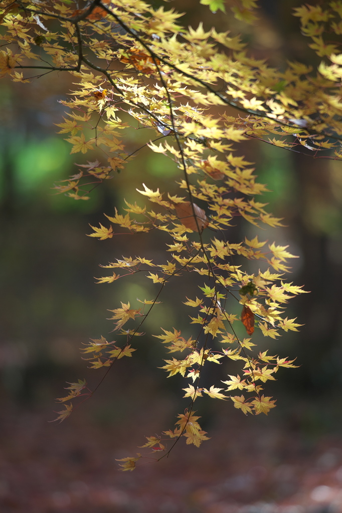 公園の紅葉