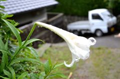 軽トラと梅雨と百合