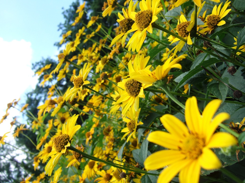 yellow