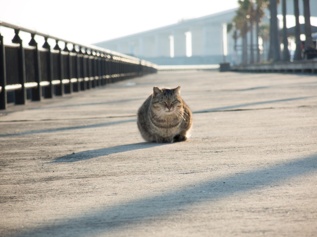 警備猫