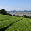 大井川と茶畑