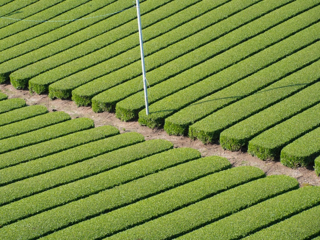 GREEN  GREEN