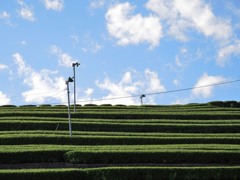 空に向かう茶畑