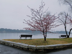 雨の日曜日