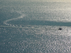 朝の湖を往く