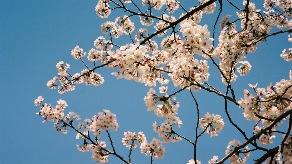 ちょっと古い　－桜－