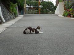 坂道だから