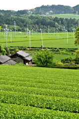 カテキン村