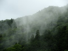 雨脚