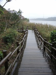 雨の木道