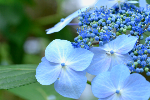 紫陽花