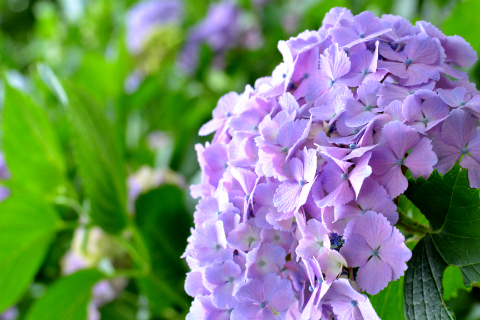 紫陽花