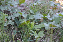 草...草...