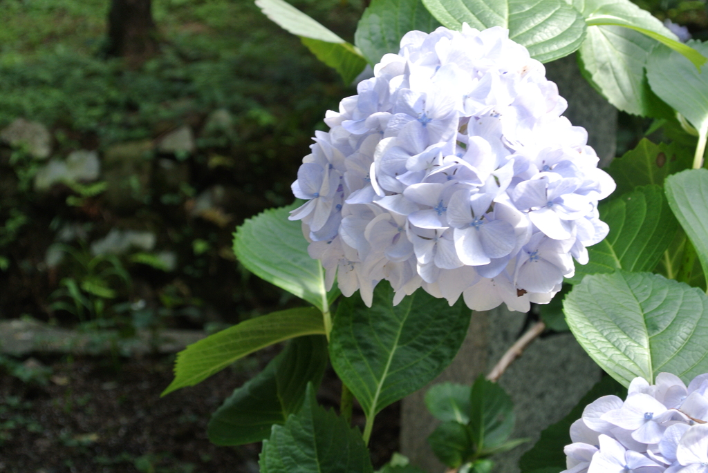 薄紫紫陽花