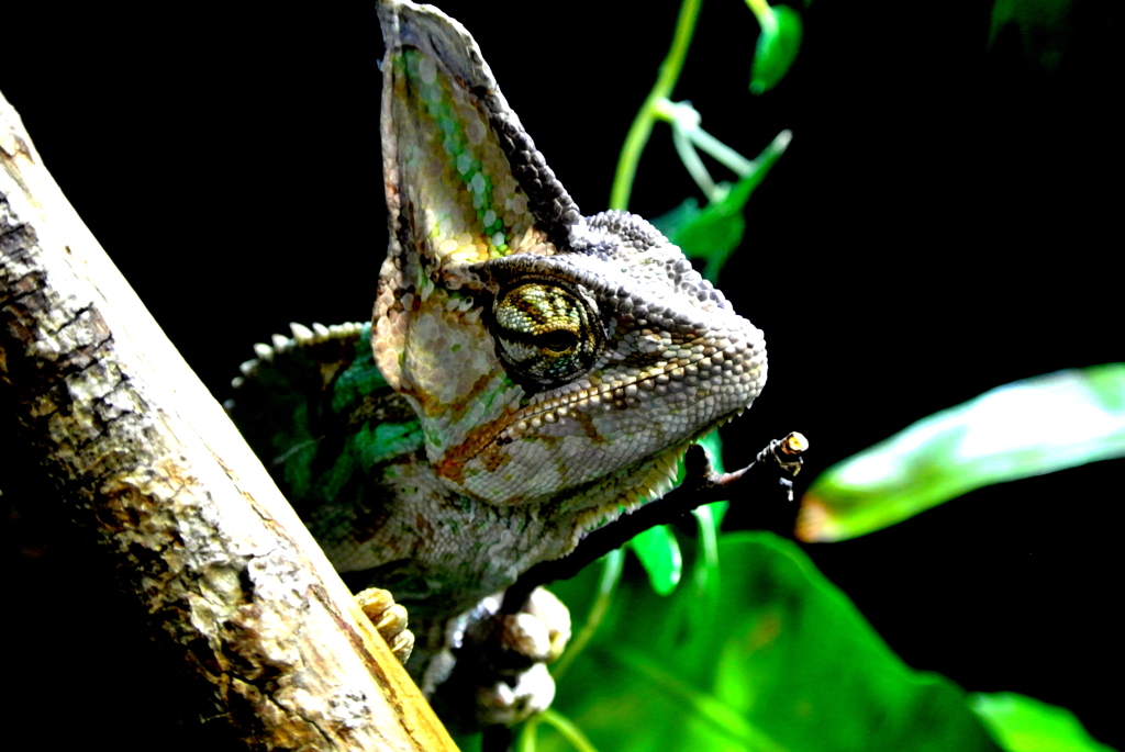 Strange Chameleon