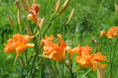 家から2秒の位置に咲いてた花