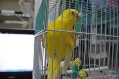 爪が鋭いな、銀三郎(♀)