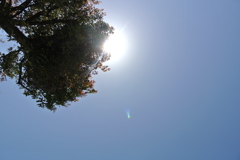 太陽の恵み