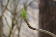 小さな芽、がんばれと思う