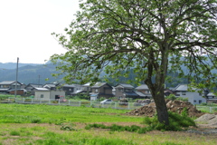この木何の木気になる...この木の名前を僕はまだ知らない