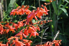 この花の名前を僕はまだ知らない