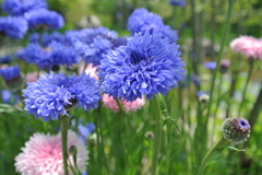 青紫の花、名前は知らない