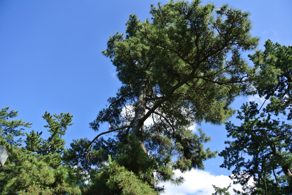見上げると木、その上には青空
